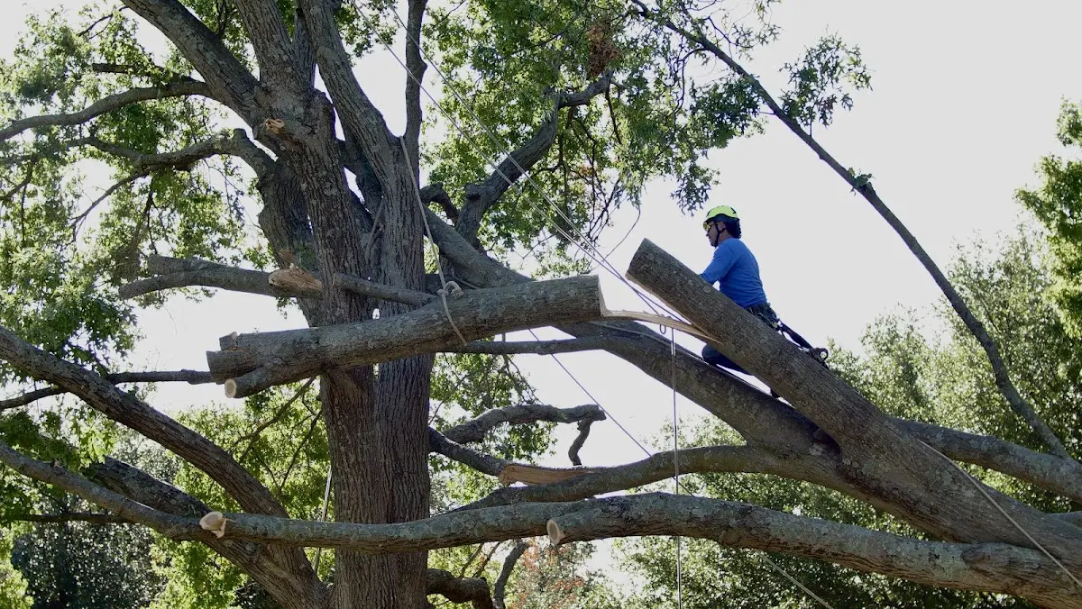 Professional Hazardous Tree Removal performed by certified arborists in Mulliken