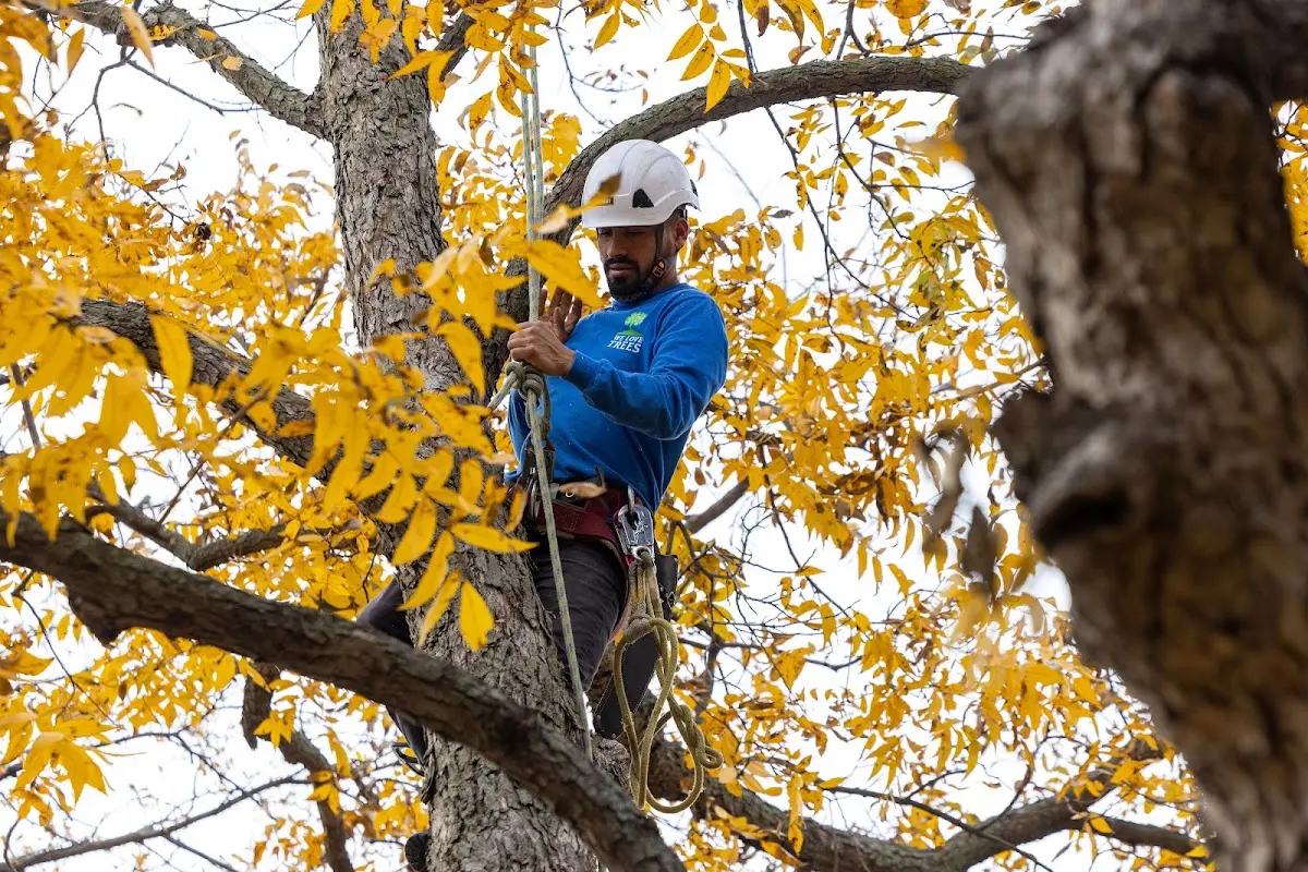 Skilled Tree Trimming crew working in Mulliken
