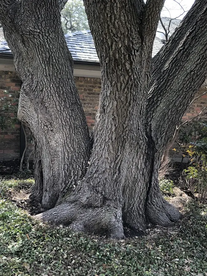 Mature heritage tree close to a Mulliken property cared for by certified arborists
